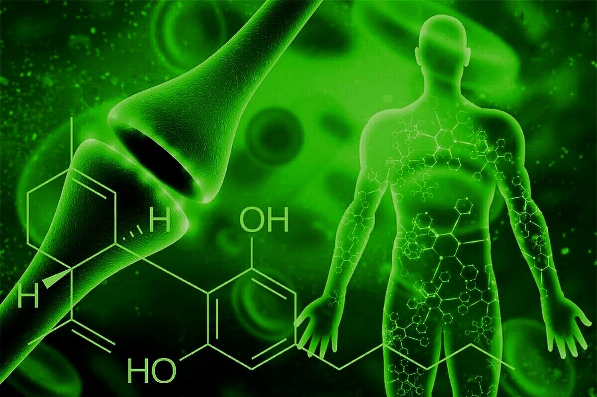 Science Behind CBD; A Glimpse of the Endocannabinoid System