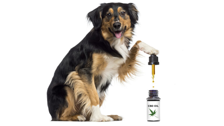 An Extensive Guide To CBD For Pets